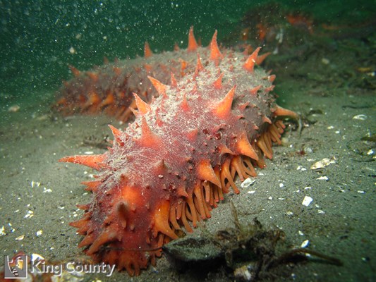 Photo of Parastichopus californicus